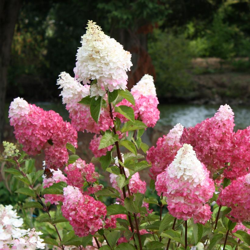 Hydrangea paniculata Vanilla Strawberry - Vanille fraise