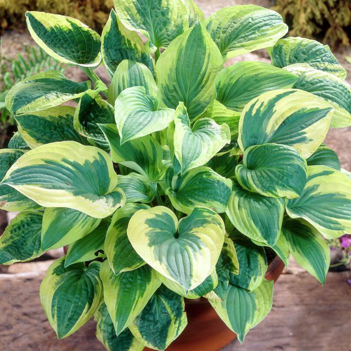 Hosta Wide Brim
