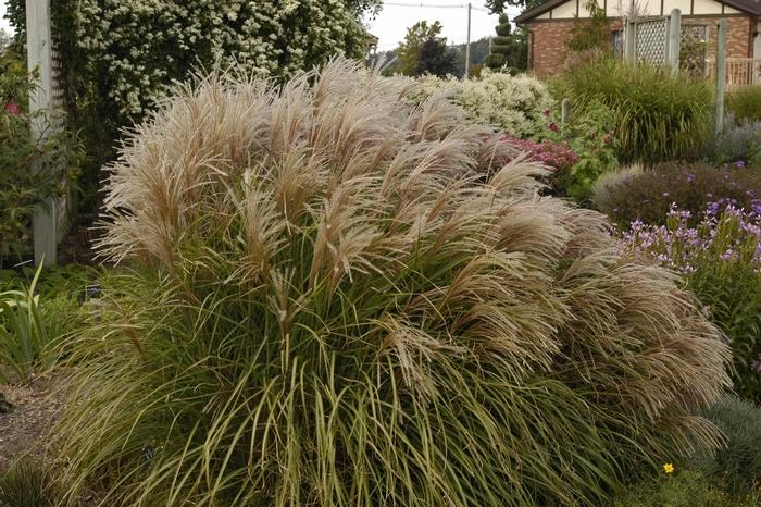 Miscanthus sinensis 'Huron  Sunrise'