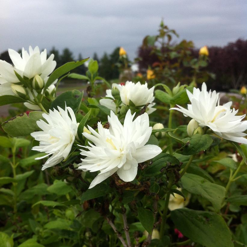 Philadelphus x virginalis "Minnesota Snowflake"