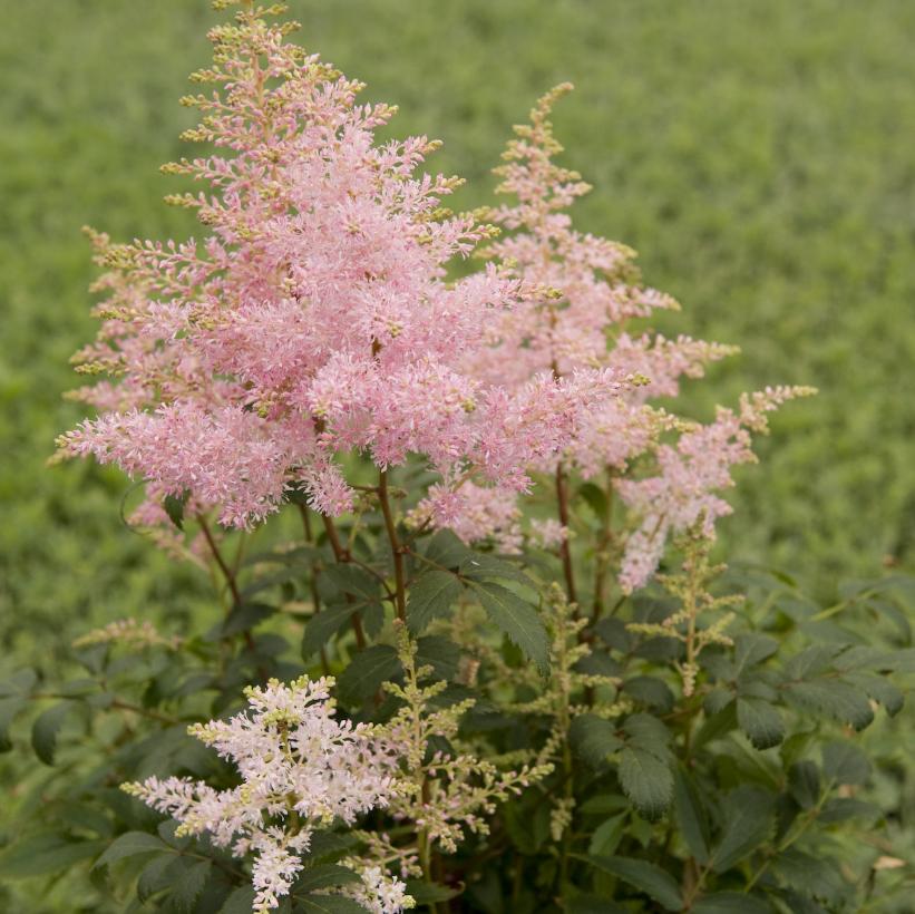 Astilbe Younique Silvery Pink™