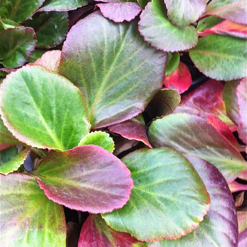 Bergenia 'Bressingham Ruby'