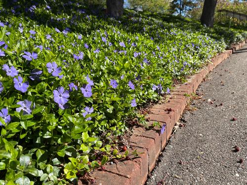 Vinca minor Bowles Variety