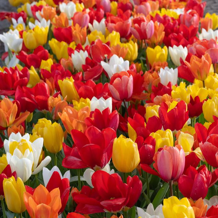 Bulbe d'automne - tulipe COMP. Emperor mix