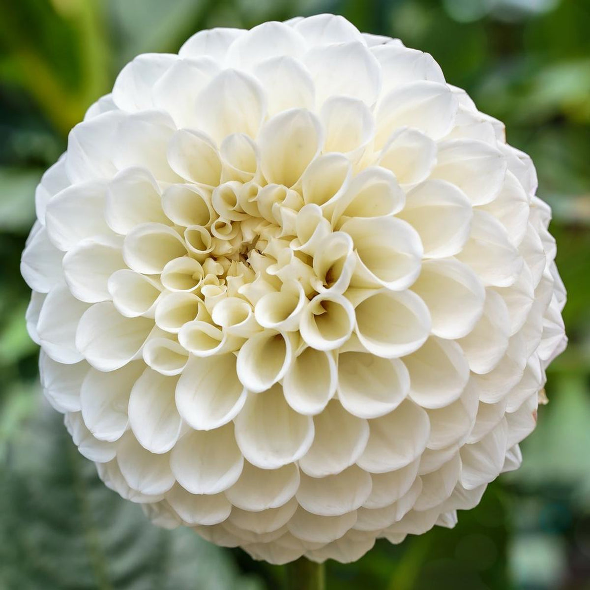 Bulbe Dahlia Ball Petra's Wedding