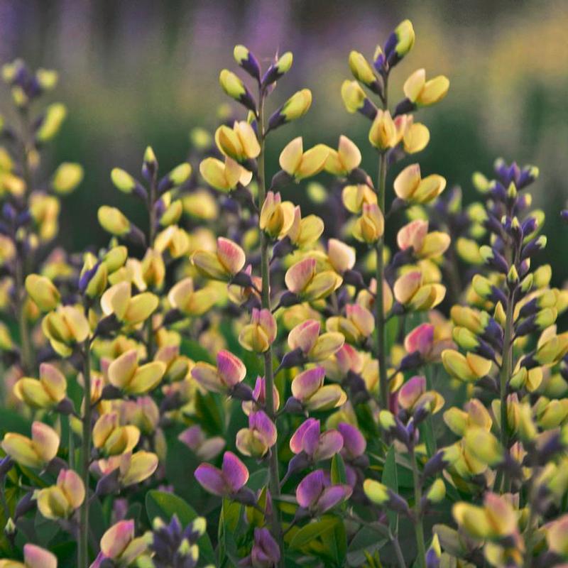 Baptisia Decadence 'Pink Lemonade'