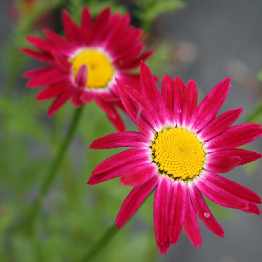 Tanacetum Coccineum Robinson 'Dark Crimson'