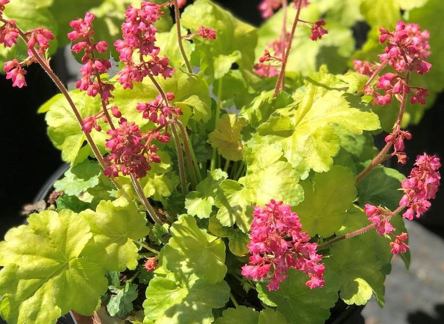 Heuchera 'Timeless Glow'