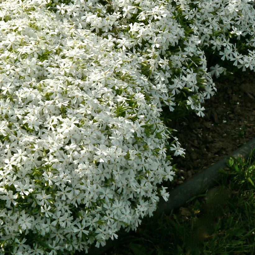 Phlox Spring® 'Late White' (sub.)