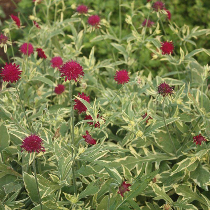 Knautia 'Thunder and Lightning'