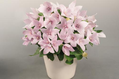 Platycodon Pop Star™ 'Pink'
