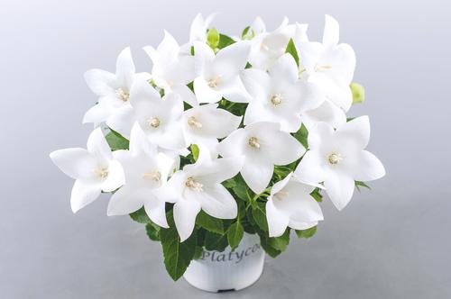 Platycodon Pop Star™ 'White'