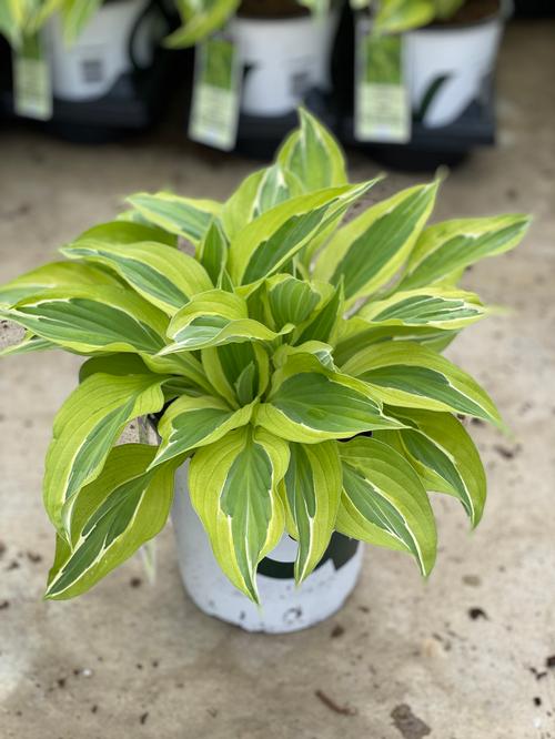 Hosta 'Yellow Polka Dot  Bikini'