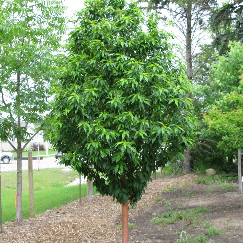 Prunus - Maacki - Gold Spur