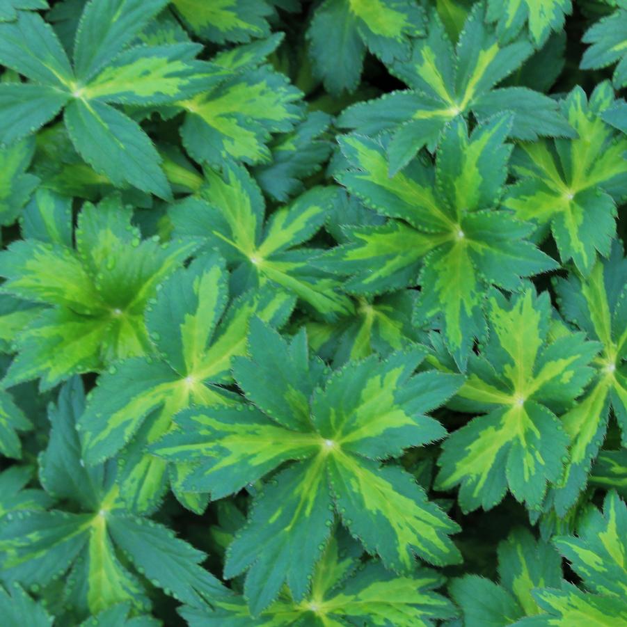 Astrantia 'Masterpiece' (maj.)