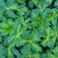 Astrantia 'Masterpiece' (maj.)
