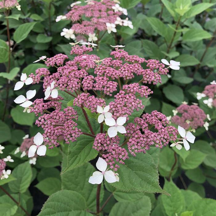Hydrangea arborescens 'Incrediball Lace' - Hortensia