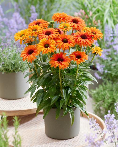 Echinacea Sunseekers® 'Mineola'