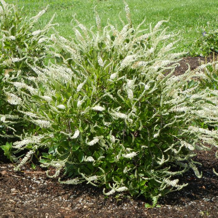 Clethra alnifolia - Summer sparkler