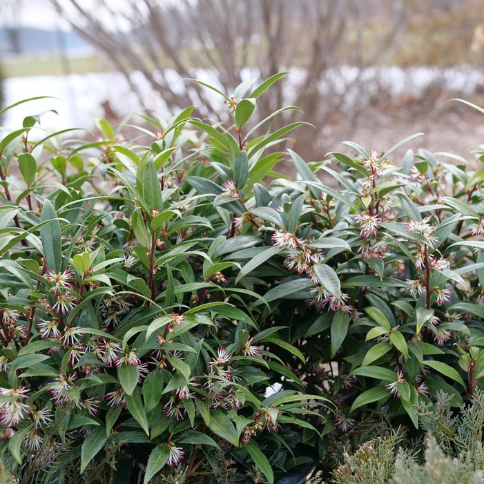 Sarcococca hookeriana var. humilis 'Sweet Lo'