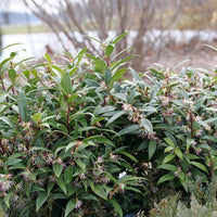 Sarcococca hookeriana var. humilis 'Sweet Lo'
