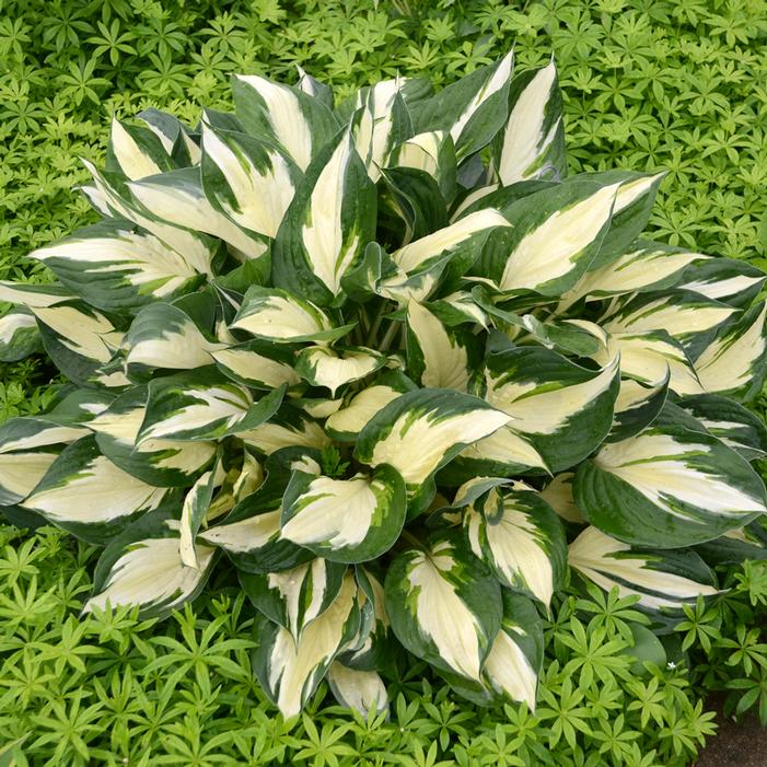 Hosta 'Loyalist' ('Fire and Sea')