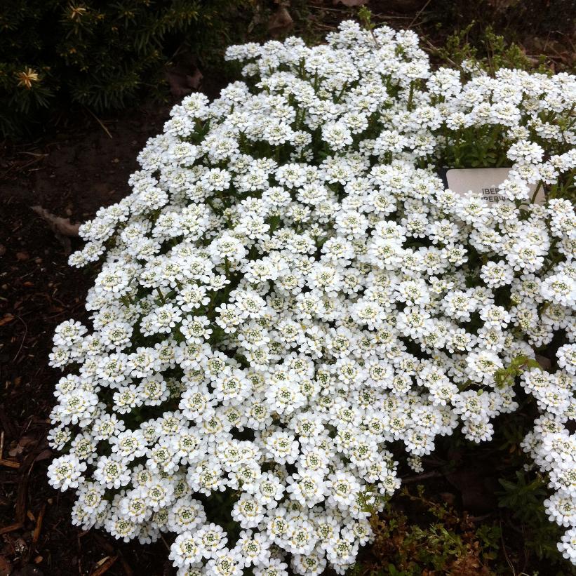 Iberis sempervirens 'Snowflake'