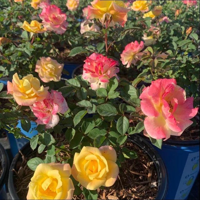 Rosa ‘Gumball Goody’ - Rosier