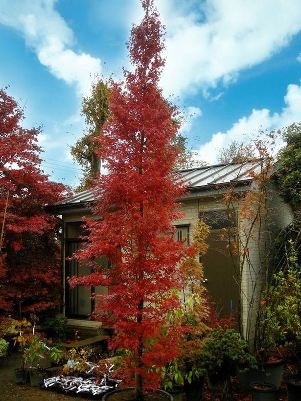 Acer palmatum 'Tsukasa Silhouette' - Érable du Japon Tsukasa Silhouette