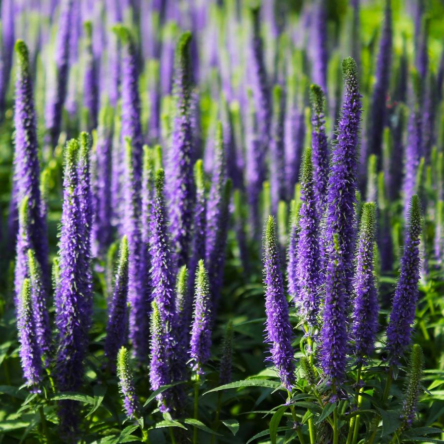 Veronica spicata royal candles