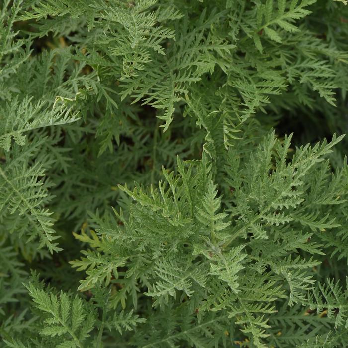 Artemisia gmelinii 'Sunfern Arcadia'