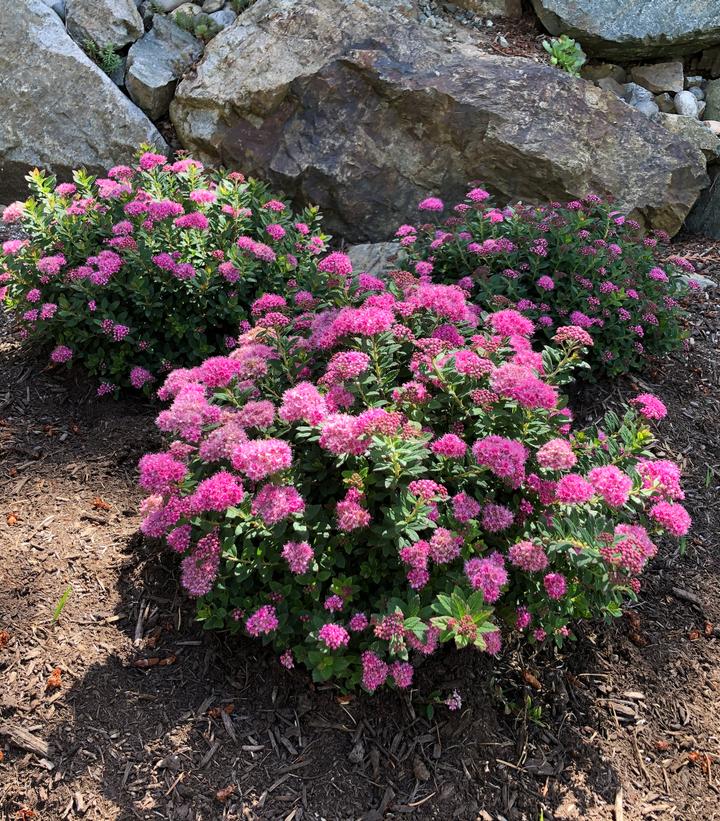 Spiraea Poprocks Petite