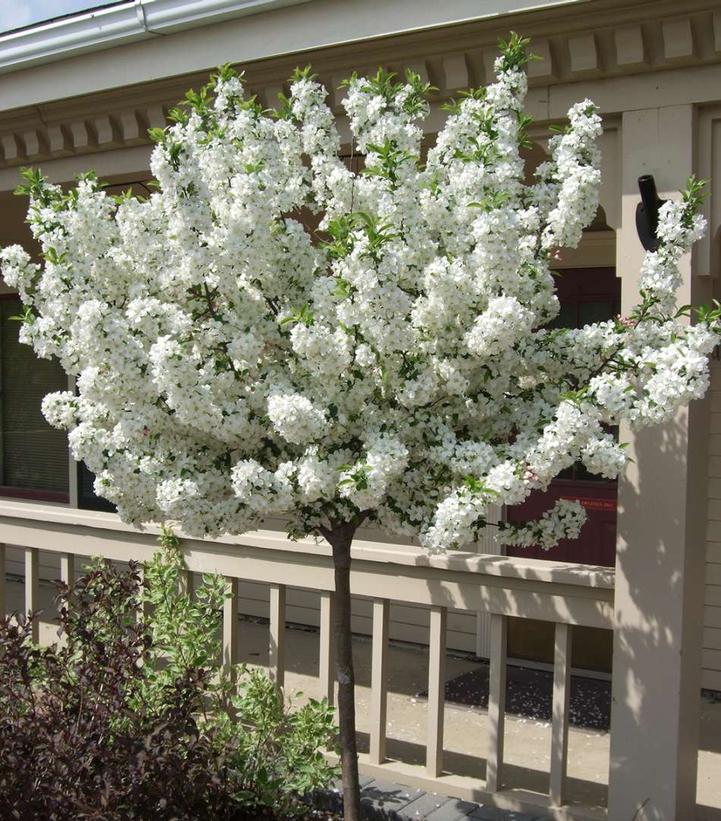 Malus 'Lollipop' ('Lollizam')