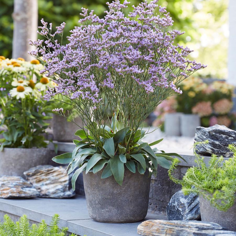 Limonium ‘Dazzle Rocks'