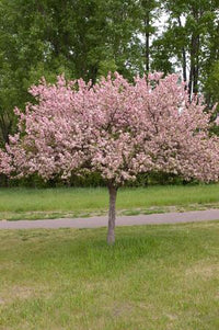 Malus 'Coralburst' ('Coralcole') - Pommier à fleurs nain