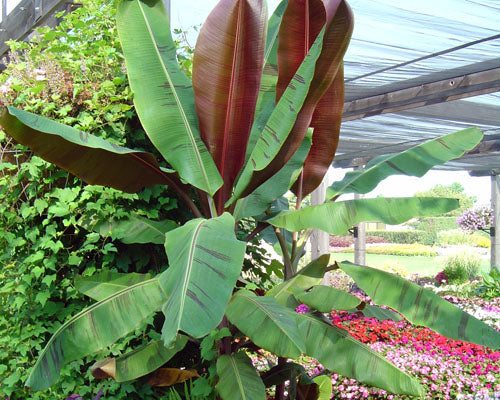 Musa Bordelon Banana Tree