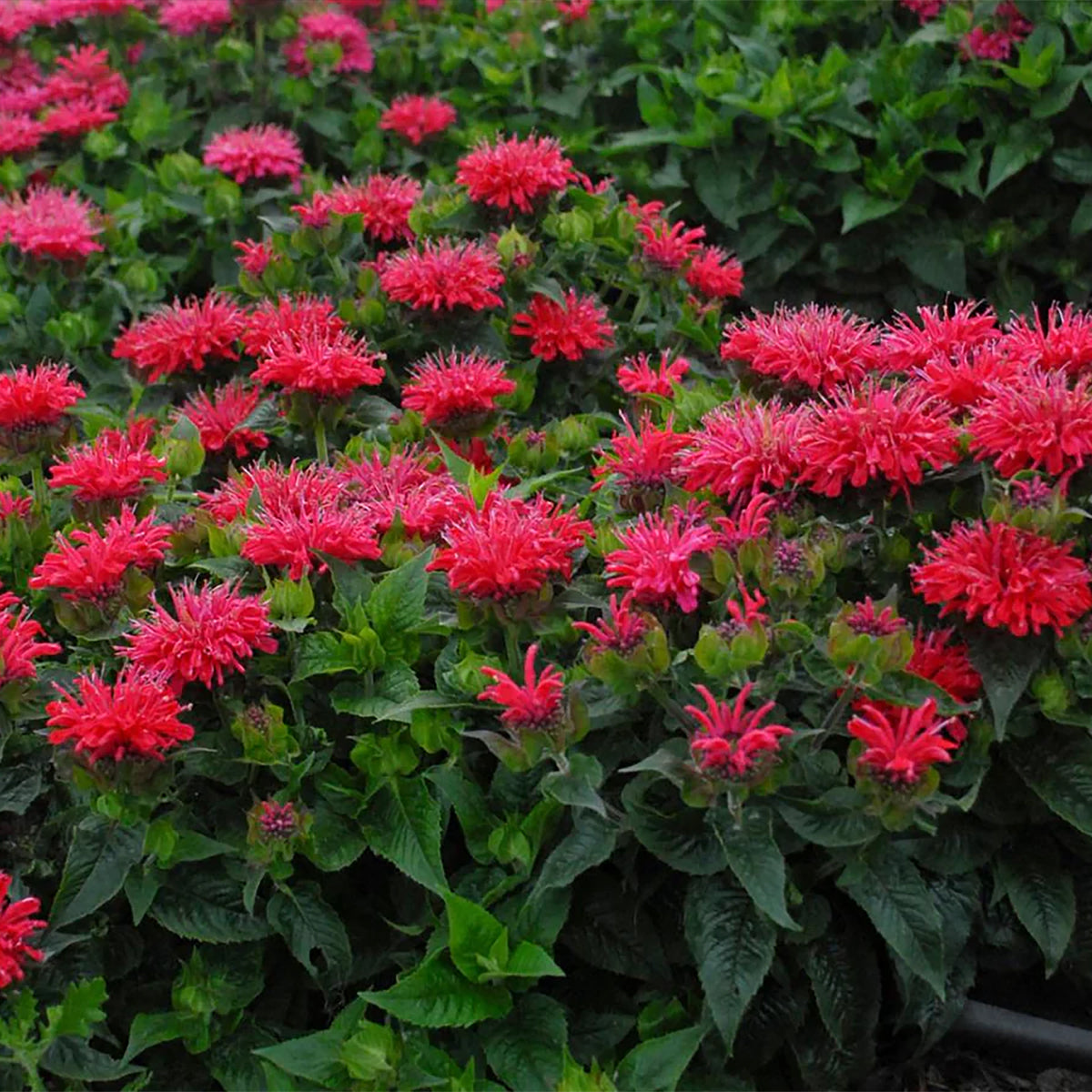 Monarda Bee-Mine™ 'Red'