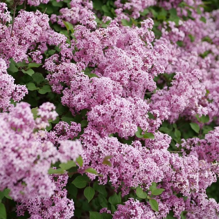 Syringa 'Bloomerang PurPink'