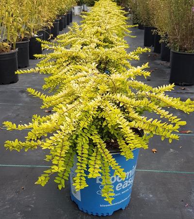 Lonicera nitida 'Thunderbolt'
