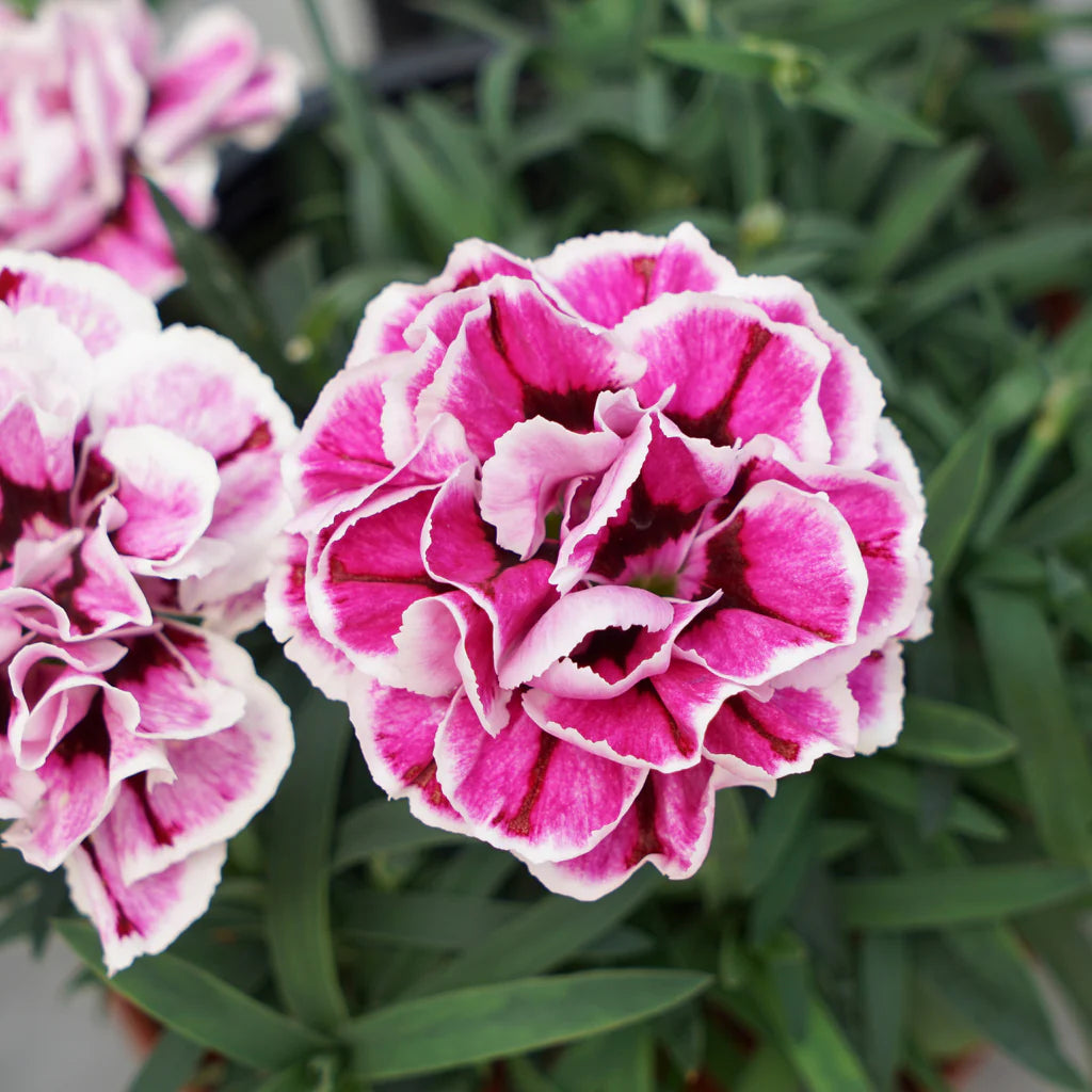 Dianthus 'Purple Frost' - Œillet vivace