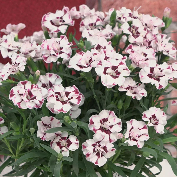 Dianthus EverLast™ Cherry Swirl