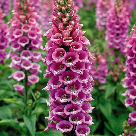 Digitalis 'Camelot rose' (purp.)