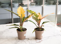 Philodendron Caramel Marble