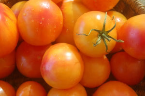 Seed - Tomato 'Little Lucky' - Portage Seeds