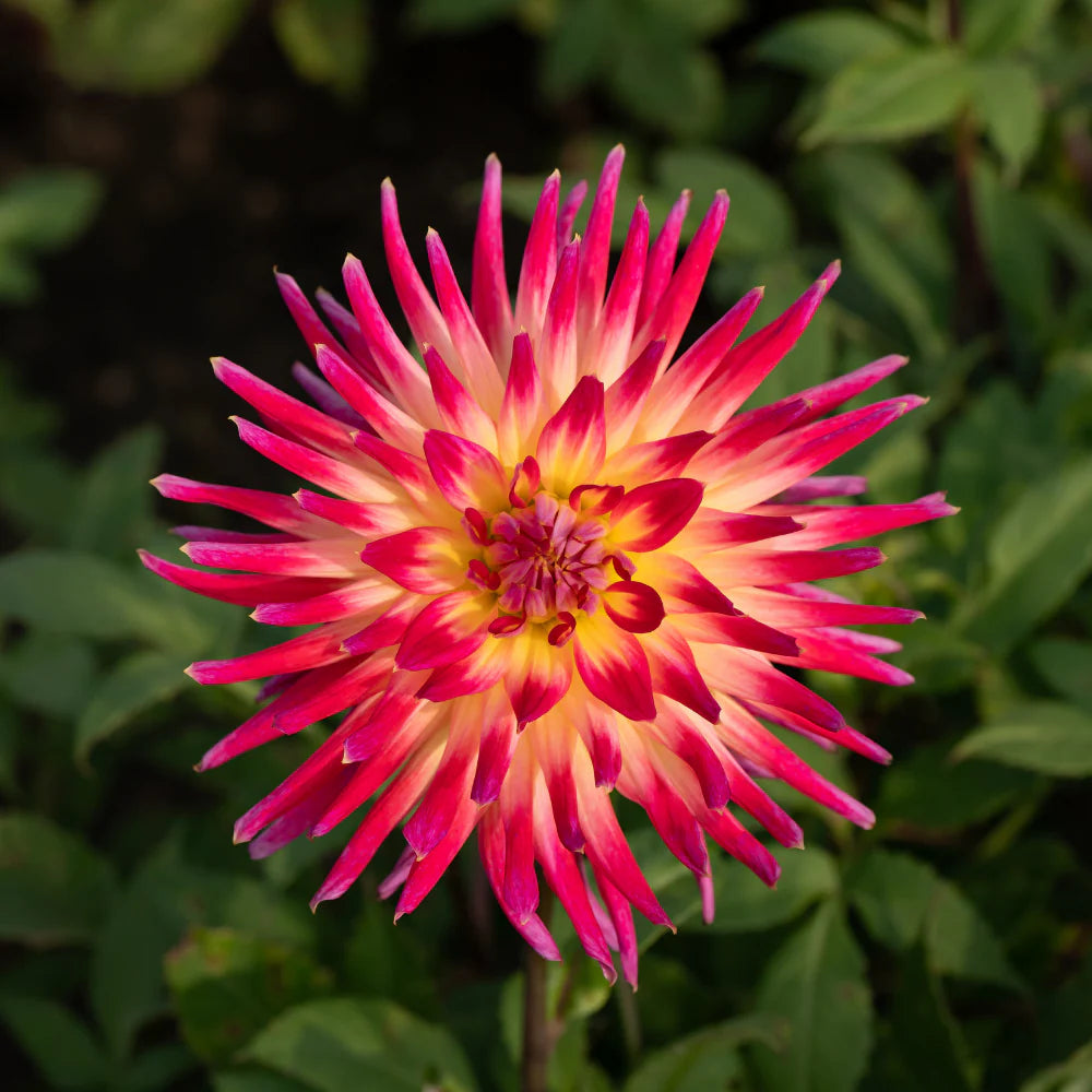 Bulbe Dahlia Bora Bora