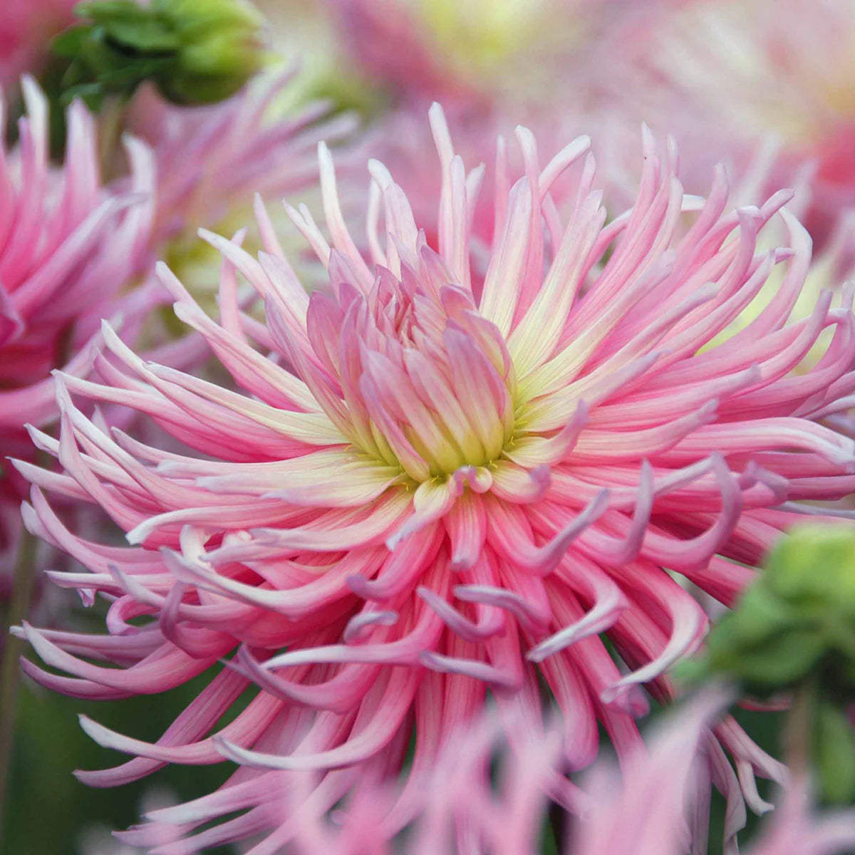 Bulbe Dahlia Stars Favourite