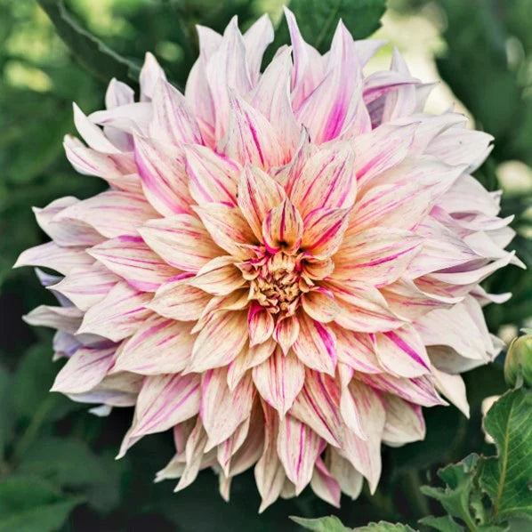 Bulbe Dahlia Cafe au lait twist
