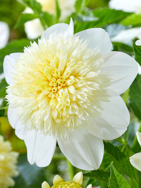 Bulbe Dahlia Platinum Blonde