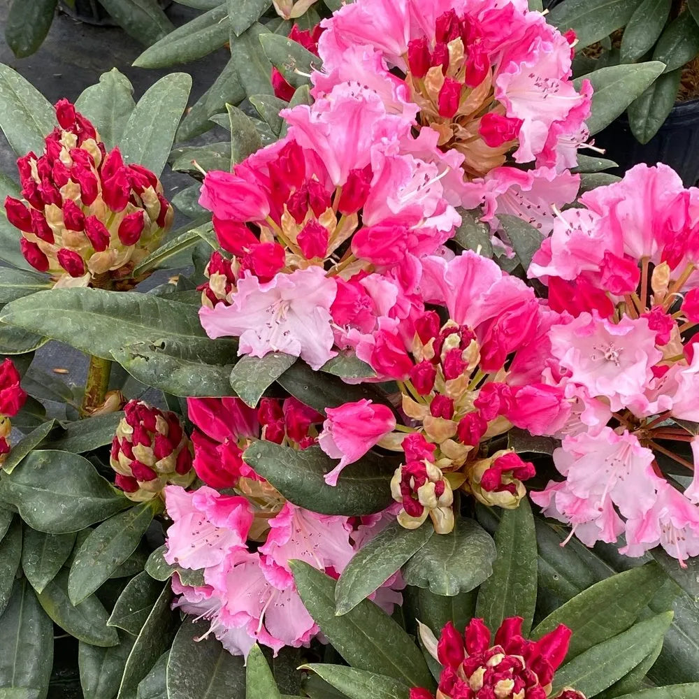 Rhododendron 'Dandy Man Color Wheel'