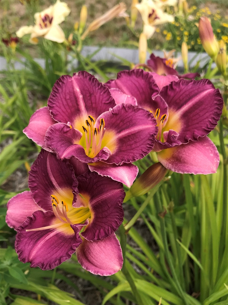 Hemerocallis 'Raspberry Eclipse'